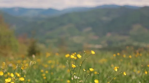 Wildflower Meadow in Springtime Focus, Yellow Flowers Blooming with Blurred Stock Footage 312444823