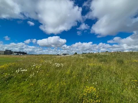 Wildflower meadow under dramatic cloudy blue sky Stock Photos