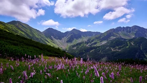 Wildflower meadows in the Alps Stock Footage 269784892