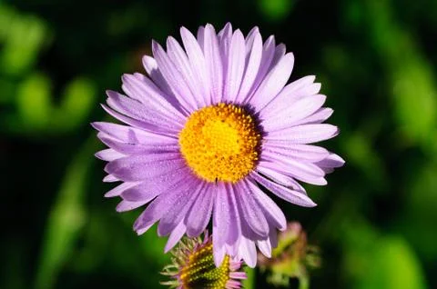 Wildflower in the mountains 写真素材