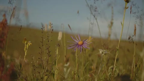 Wildflower peace nature Stock Footage 280194499