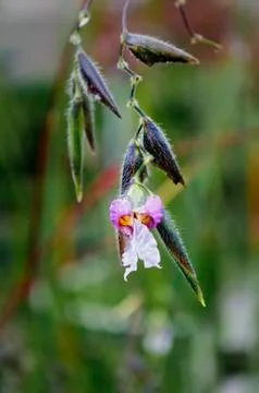 Wildflower Stock Photos