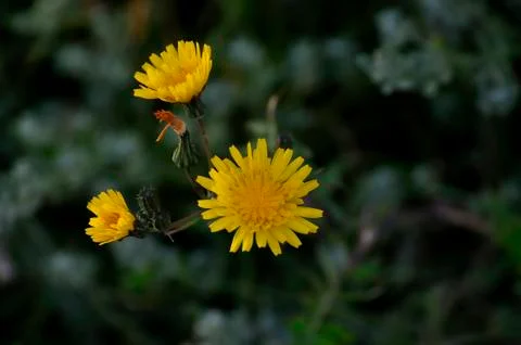 Wildflower 库存照片