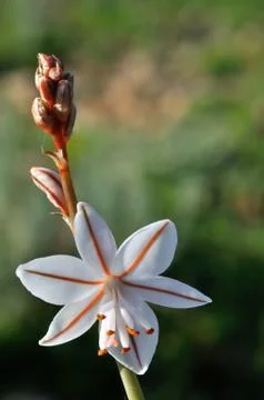 Wildflower Stock Photos