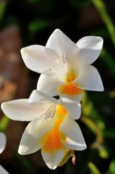 Wildflower Foto stock