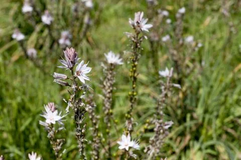 Wildflower Stock Photos