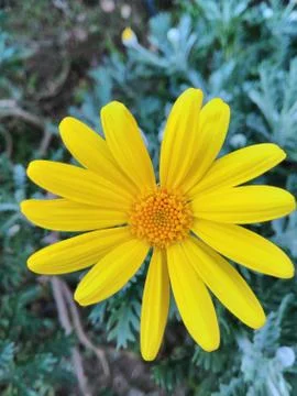 Wildflower Foto stock