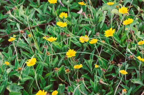 Wildflower Stock Photos
