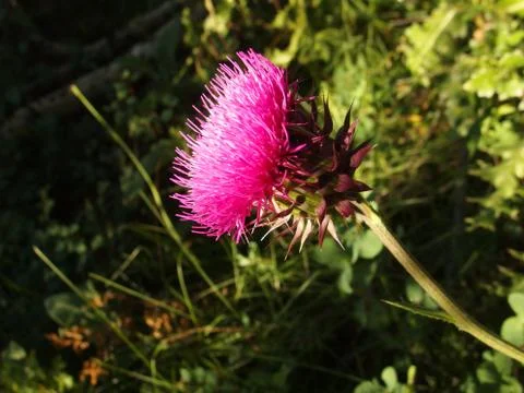 Wildflower Stock Photos