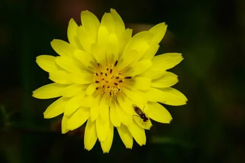 Wildflower 库存照片