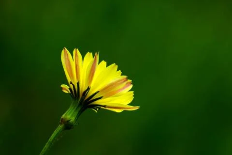 Wildflower 库存照片