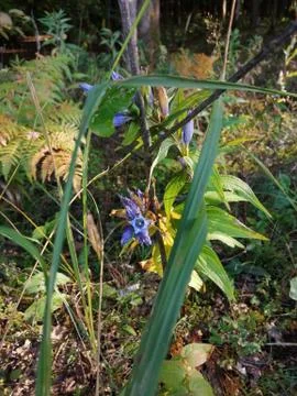 Wildflower Stock Photos