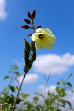 Wildflower Stock Photos