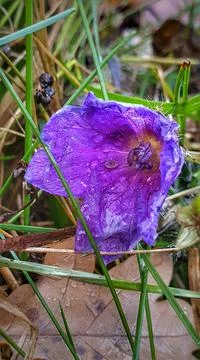 Wildflower Stock Photos