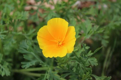 Wildflower Foto stock