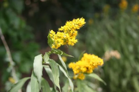 Wildflower Stock Photos
