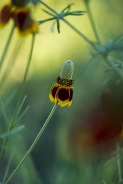 Wildflower Stock Photos