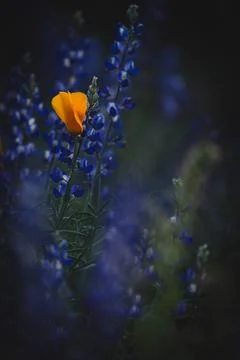 Wildflower Foto stock