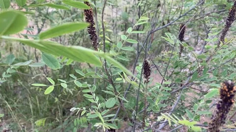 Wildflower Plant in Payson Arizona Stock-Footage 131352853