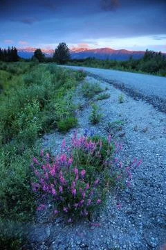 Wildflower on roadside Stock Photos