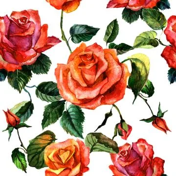 Wildflower rose flower pattern in a watercolor style isolated Stock Illustration