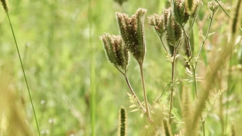 Wildflower seed heads moving in soft summer wind Stock Footage 335697748