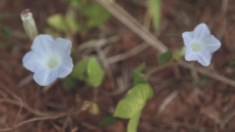 Wildflower shaking with wind / handheld / soft focus Stock Footage 147297124