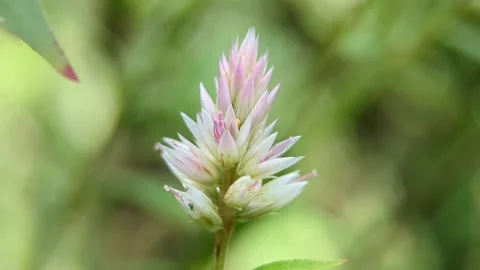 Wildflower slowly swaying through the wind 動画素材 284311468