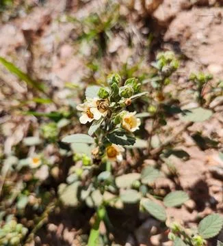 Wildflower Small Stock Photos