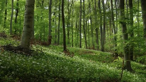 Wildflower spring forest 8K Stock Photos