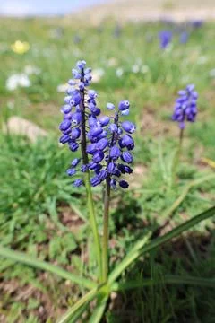 Wildflower spring meadow Stock Photos