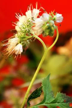Wildflower In Springtime Foto stock
