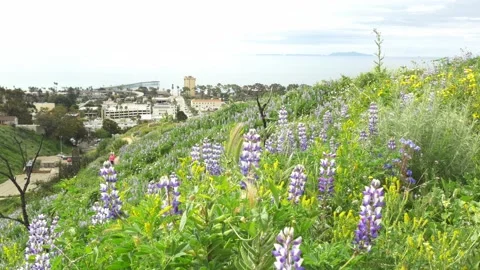 Wildflower Super Bloom Stock-Footage 149688847