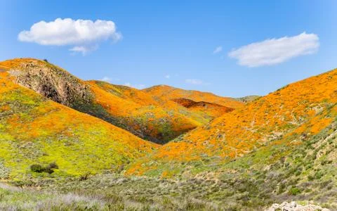 Wildflower superbloom Stock Photos
