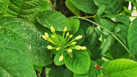 Wildflower Symphony in the Park Stock Footage 237693297