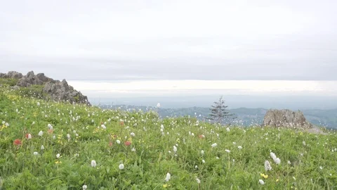 Wildflower time lapse Vídeos de archivo 105769057