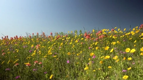 Wildflower Wall Video stock 106260349