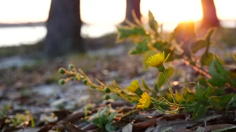 Wildflower Wind Sunset Stock Footage 237963052