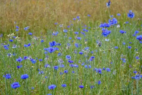 WildflowerField Stock Photos