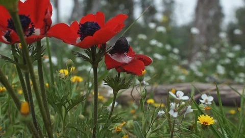 Wildflowers 0001 스톡 동영상 113320998