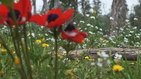 Wildflowers 0002 Video stock 113321035