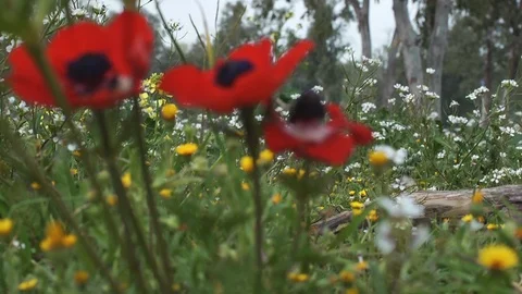 Wildflowers 0003 Stock Footage 113321051