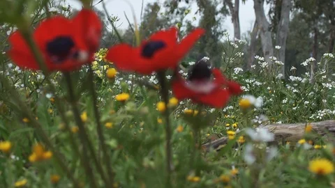 Wildflowers 0004 스톡 동영상 113321054