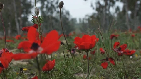 Wildflowers 0005 Stock Footage 113321084