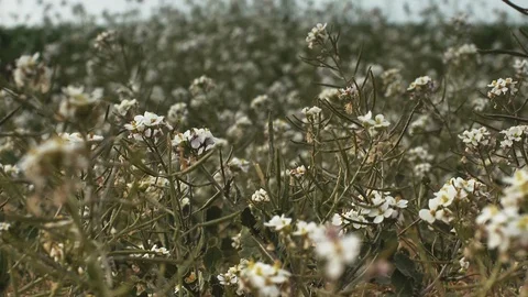Wildflowers 0006 Stock Footage 113321083