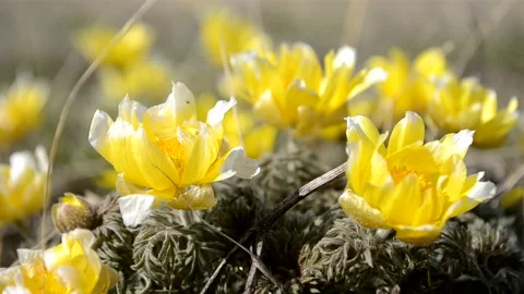 Wildflowers, Adonis spring. The first flowers of spring, the beginning of a new Stock Footage 153131518