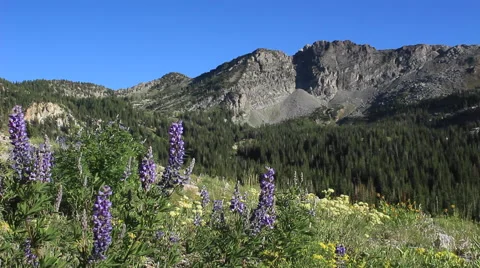Wildflowers in Albion Basin Vídeo Stock 52909334