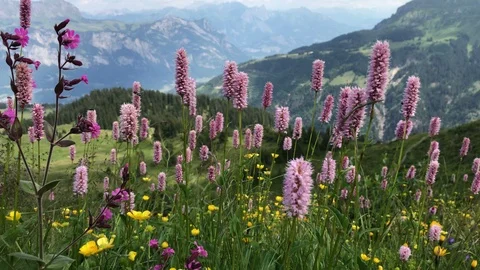 Wildflowers on On Alpine Meadows Stock Footage 104927387