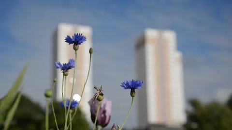 Wildflowers and bees in urban environment Stock Footage 29487853