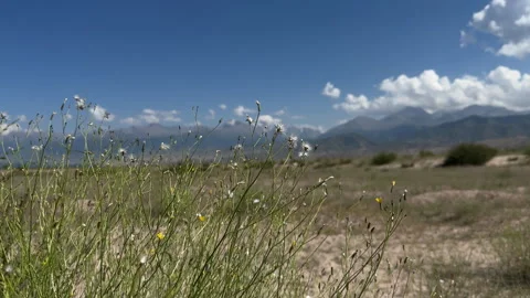 Wildflowers and grass in wind on Issyk-Kul south shore, 4K Stock Footage 342031197